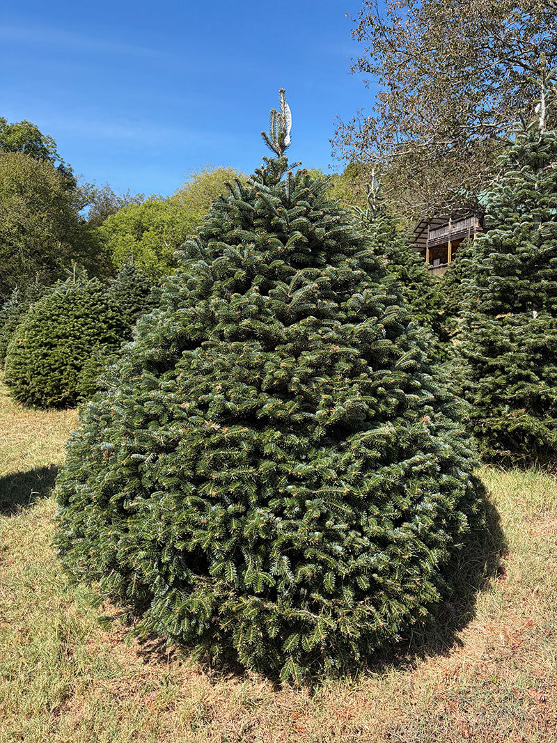 7' 6" Choose and Cut Turkish Fir, 76" Base