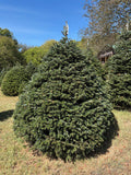 7' 6" Choose and Cut Turkish Fir, 76" Base