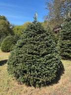 7' 6" Choose and Cut Turkish Fir, 76" Base