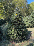 8' Choose and Cut Turkish Fir, 56" Base