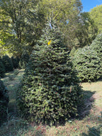 8' Choose and Cut Turkish Fir, 56" Base