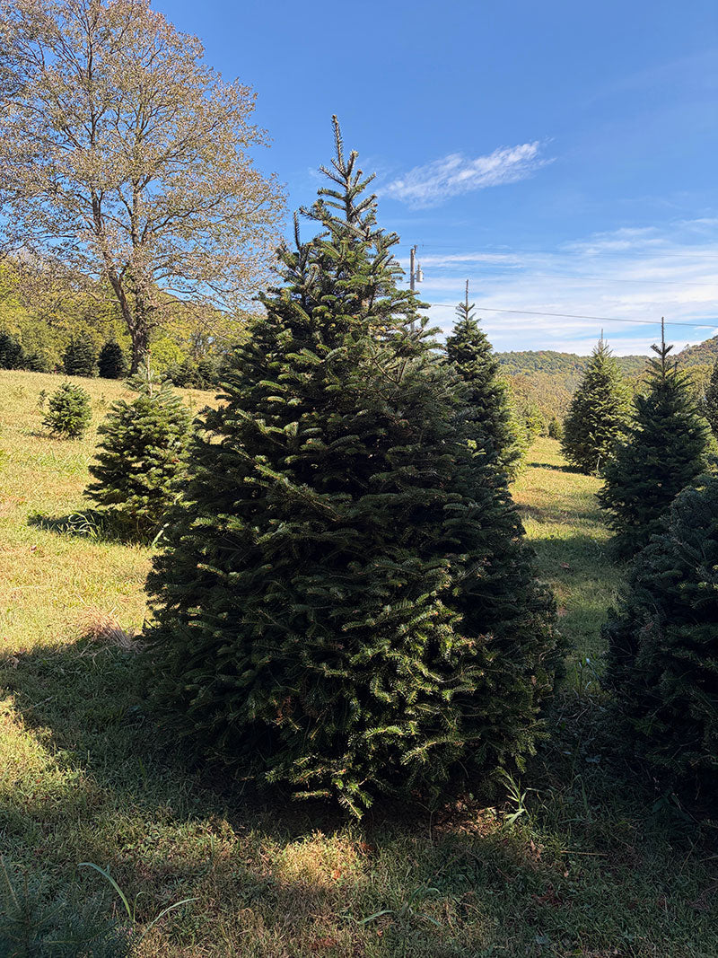8' Choose and Cut Turkish Fir, 56" Base