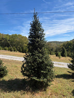 10' 3" Choose and Cut Fraser Fir, 55" Base