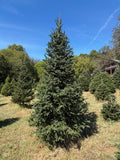 10' 3" Choose and Cut Fraser Fir, 55" Base