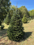 7' 7" Choose and Cut Turkish Fir, 48" Base