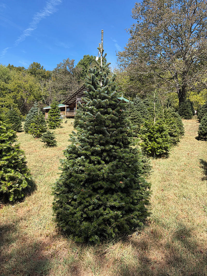 7' 7" Choose and Cut Turkish Fir, 48" Base