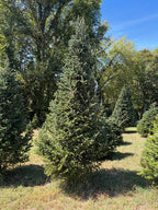 10' 9" Choose and Cut Fraser Fir, 59" Base