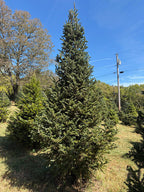10' 9" Choose and Cut Fraser Fir, 59" Base