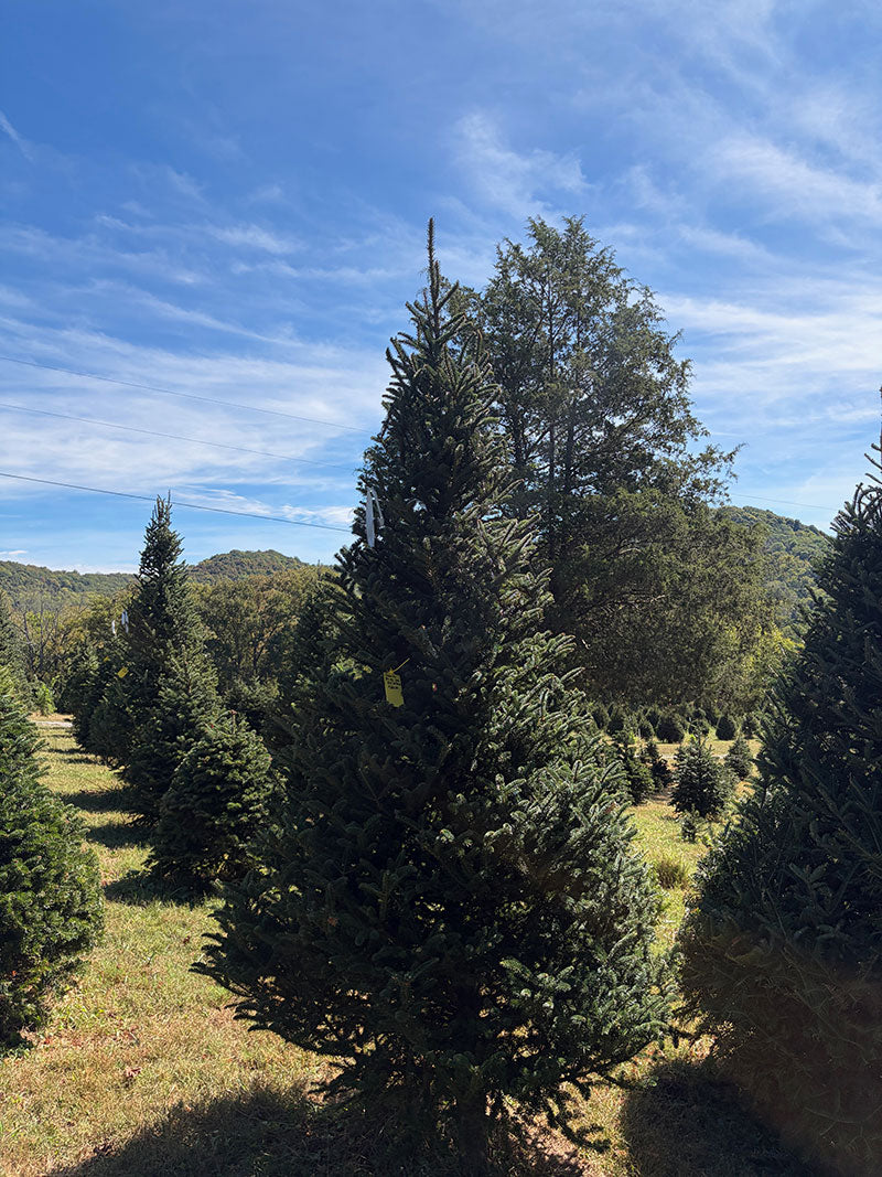 10' 4" Choose and Cut Fraser Fir, 63" Base