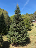 10' 4" Choose and Cut Fraser Fir, 63" Base