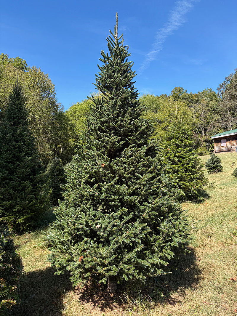 10' 4" Choose and Cut Fraser Fir, 63" Base