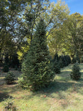 12' Choose and Cut Fraser Fir, 72" Base