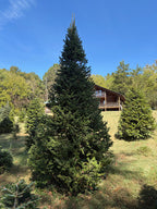 12' Choose and Cut Fraser Fir, 72" Base