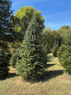 11' 7" Choose and Cut Fraser Fir, 67" Base