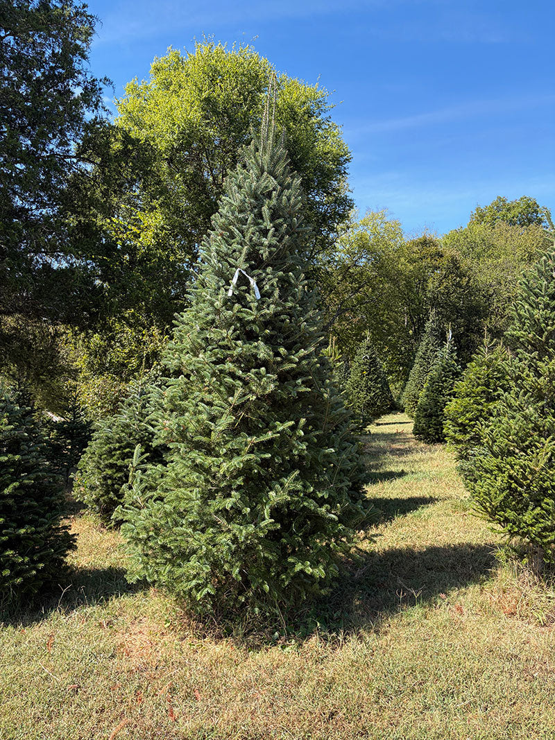 11' 7" Choose and Cut Fraser Fir, 67" Base