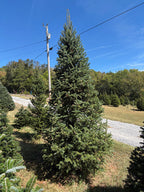 11' 7" Choose and Cut Fraser Fir, 67" Base