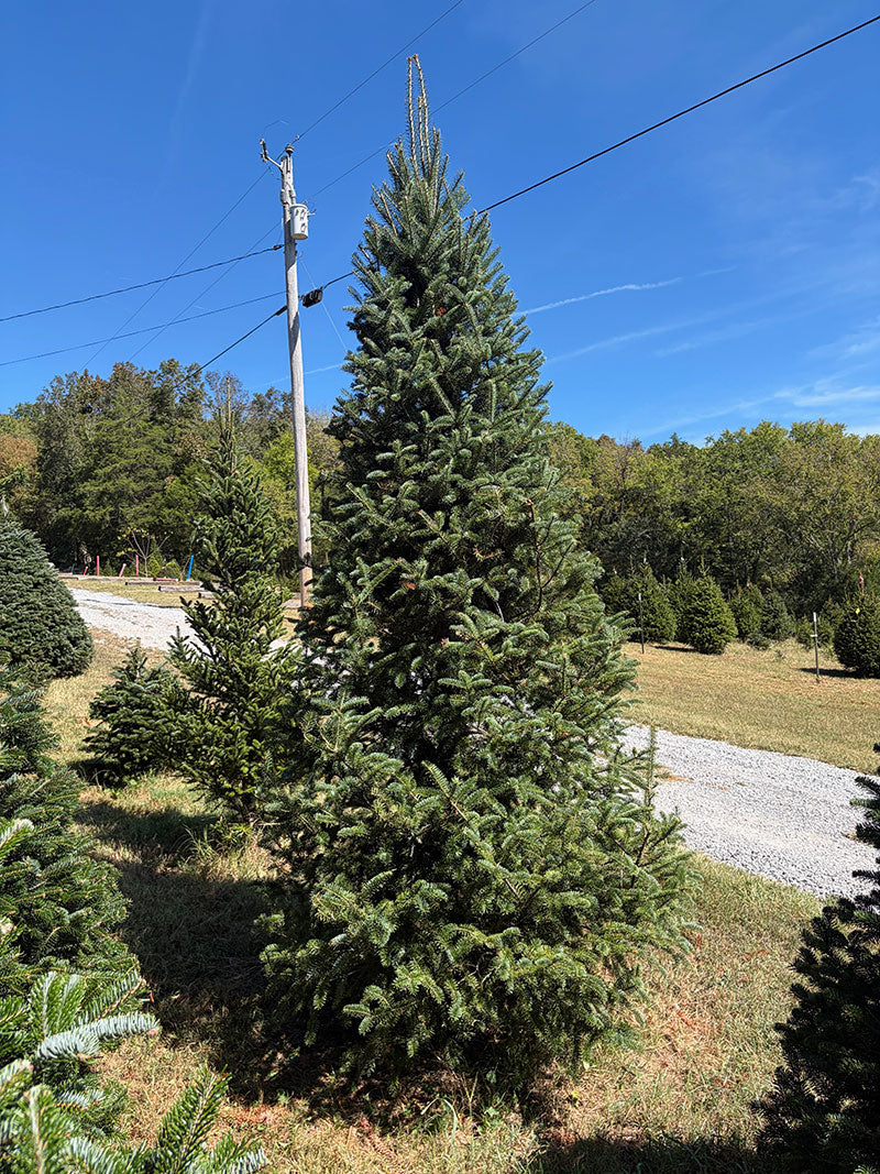 11' 7" Choose and Cut Fraser Fir, 67" Base