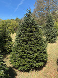 7' 9" Choose and Cut Turkish Fir, 58" Base