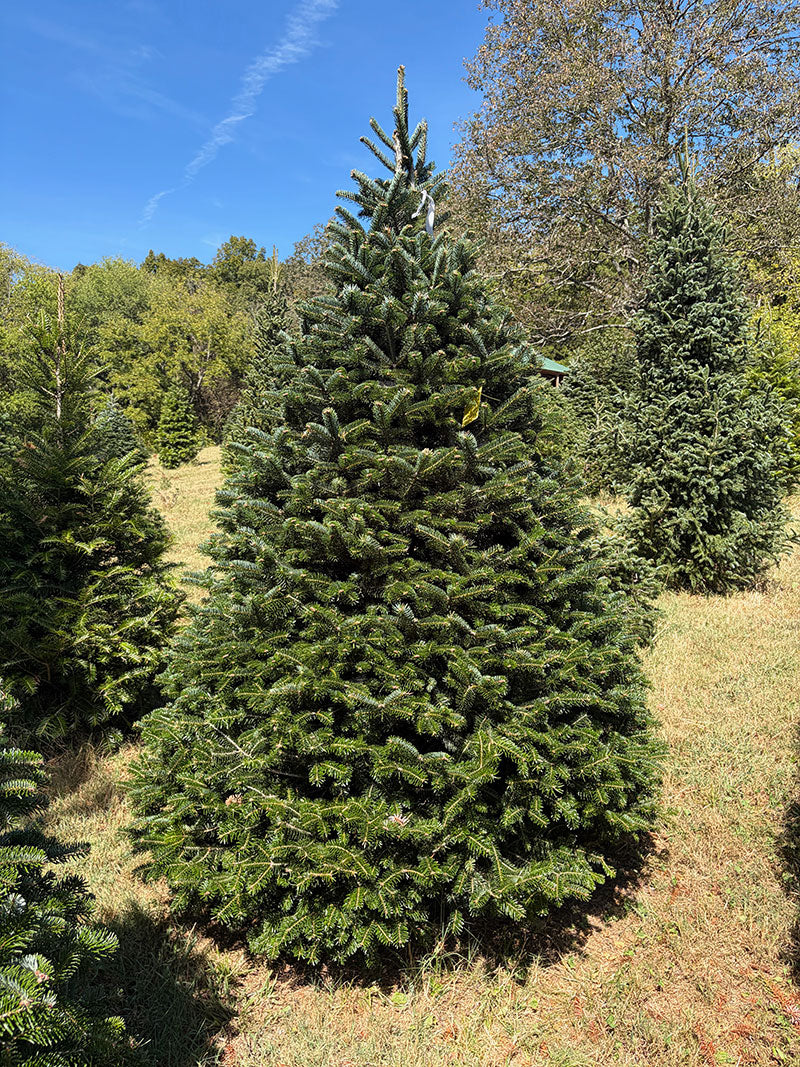 7' 9" Choose and Cut Turkish Fir, 58" Base