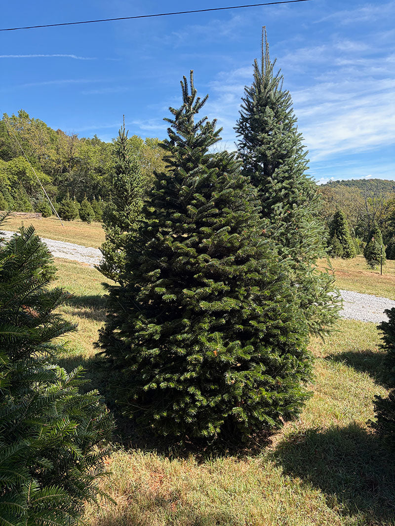 7' 9" Choose and Cut Turkish Fir, 58" Base