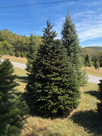 7' 9" Choose and Cut Turkish Fir, 58" Base