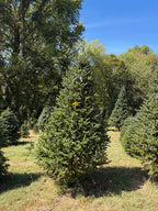 9' 5" Choose and Cut Fraser Fir, 56" Base