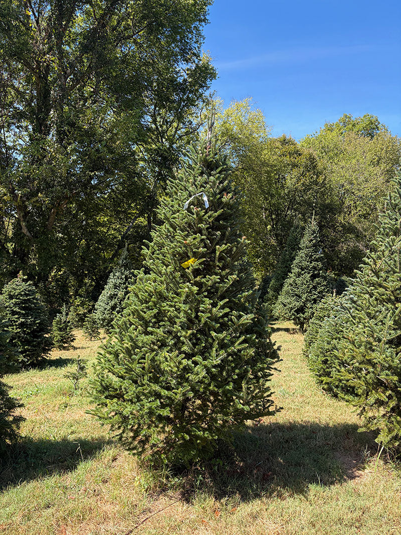 9' 5" Choose and Cut Fraser Fir, 56" Base