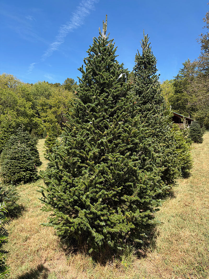 9' 5" Choose and Cut Fraser Fir, 56" Base
