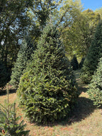 9' 7" Choose and Cut Fraser Fir/Momi Fir, 76" Base