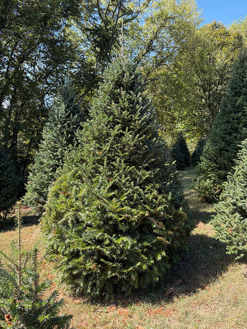 9' 7" Choose and Cut Fraser Fir/Momi Fir, 76" Base