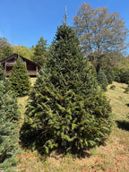 9' 7" Choose and Cut Fraser Fir/Momi Fir, 76" Base
