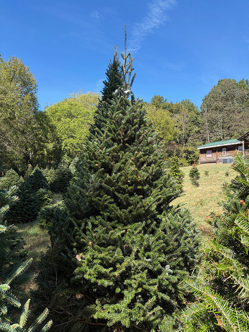 8' 8" Choose and Cut Fraser Fir, 56" Base