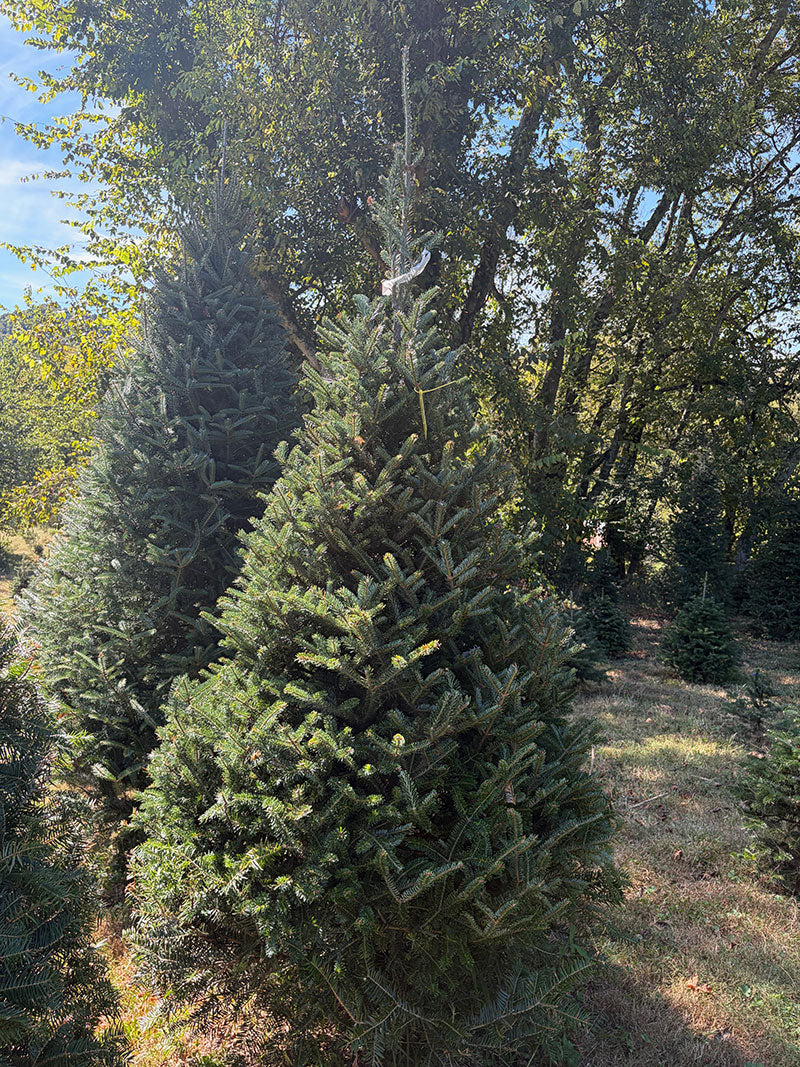 8' 8" Choose and Cut Fraser Fir, 56" Base