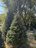 8' 8" Choose and Cut Fraser Fir, 56" Base