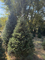 8' 8" Choose and Cut Fraser Fir, 56" Base