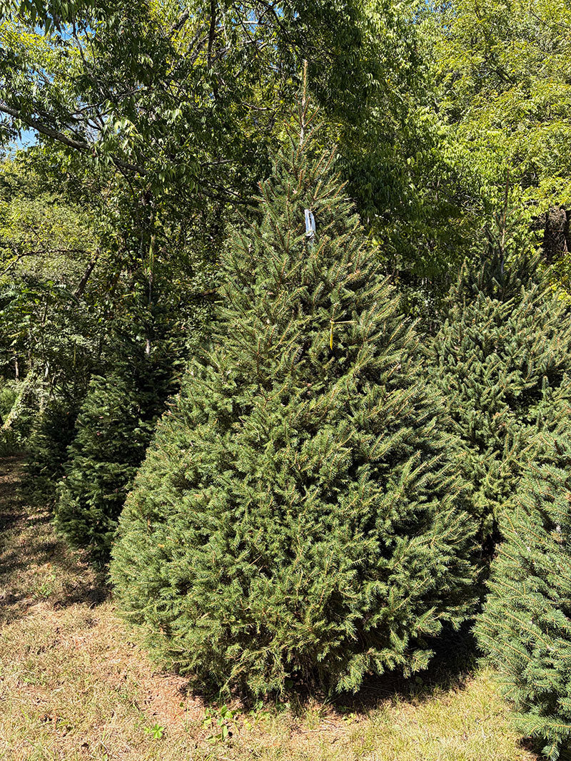 9' 6" Choose and Cut Norway Spruce, 56" Base