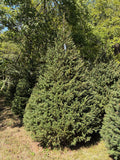 9' 6" Choose and Cut Norway Spruce, 56" Base