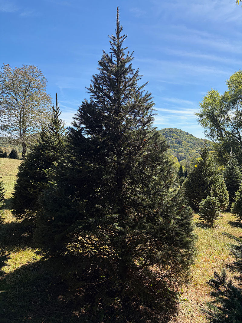 9' 6" Choose and Cut Norway Spruce, 56" Base