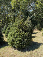 8' 4" Choose and Cut Norway Spruce, 61" Base