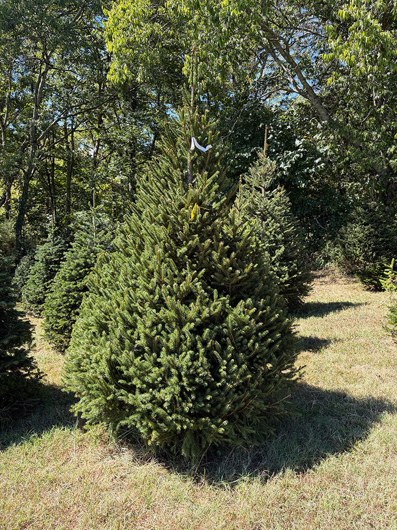8' 4" Choose and Cut Norway Spruce, 61" Base