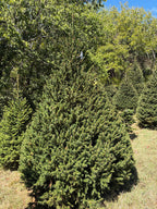 8' 4" Choose and Cut Norway Spruce, 61" Base