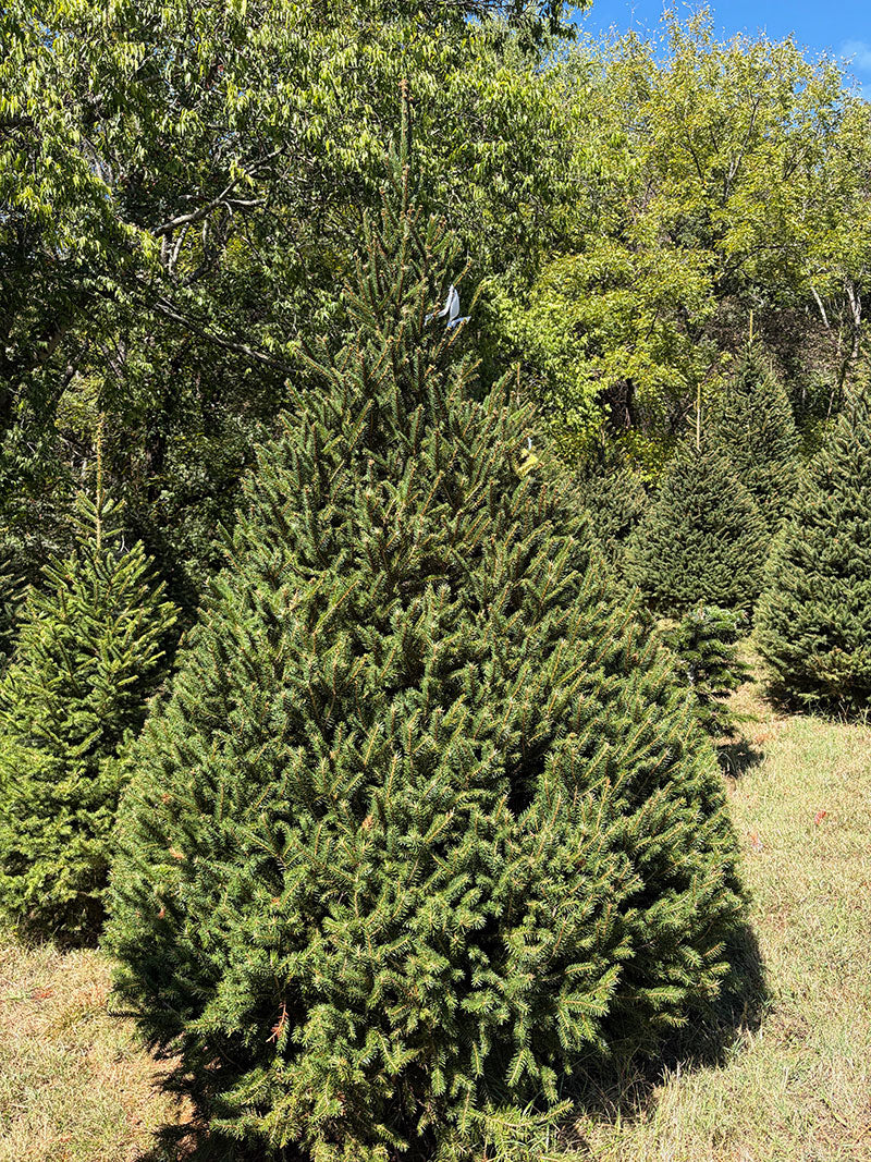 8' 4" Choose and Cut Norway Spruce, 61" Base