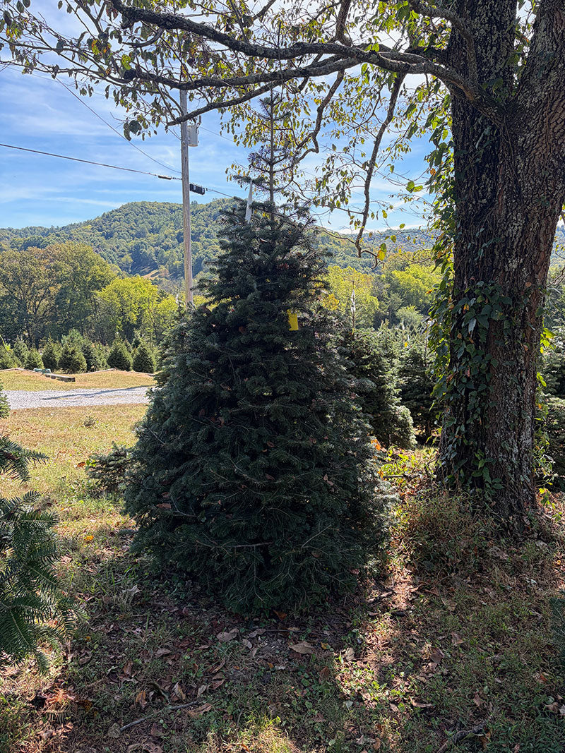 8' 3" Choose and Cut Turkish Fir, 61" Base