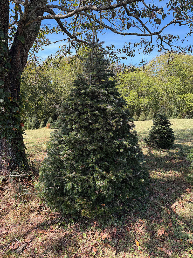 8' 3" Choose and Cut Turkish Fir, 61" Base
