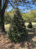 8' 3" Choose and Cut Turkish Fir, 61" Base