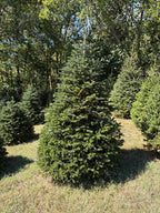 8' Choose and Cut Turkish Fir, 47" Base