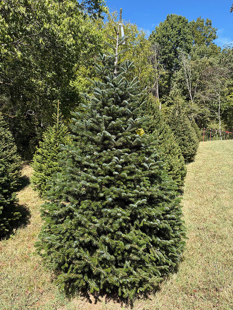 8' Choose and Cut Turkish Fir, 47" Base