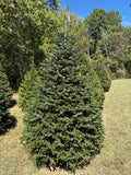 8' Choose and Cut Turkish Fir, 47" Base