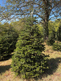 7' 3" Choose and Cut Turkish Fir, 52" Base