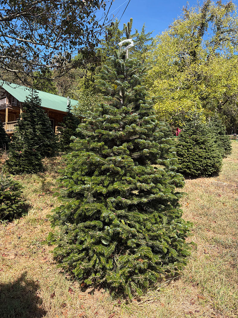 7' 3" Choose and Cut Turkish Fir, 52" Base